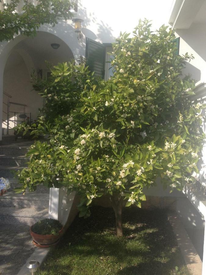 Apartmani Vukicevic Vodice Eksteriør billede